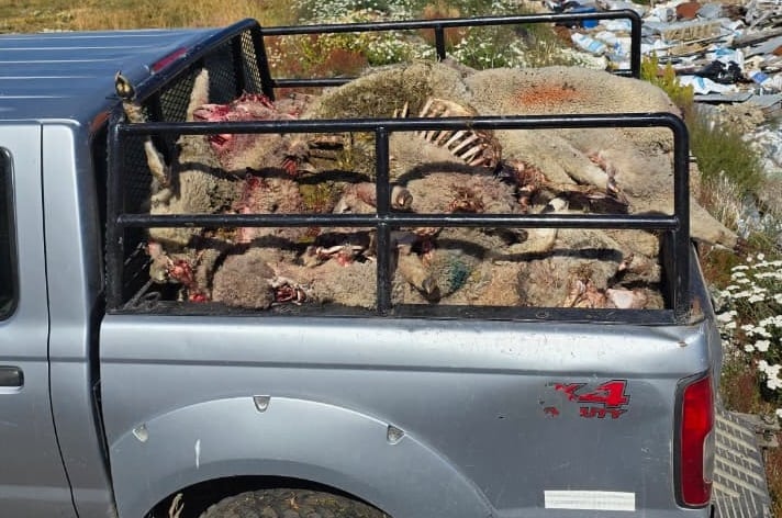 Restos de ovejas descuartizadas por la jauría de perros