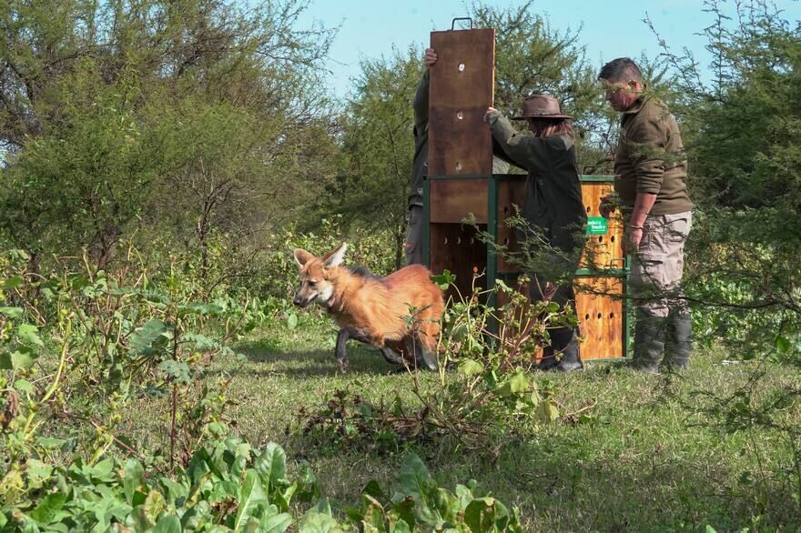 en febrero de este año, cuando un aguará guazú que había sido rehabilitado en el Centro de Recuperación de Especies de Temaikèn (CRET) murió atropellado en una ruta provincial de Santa Fe