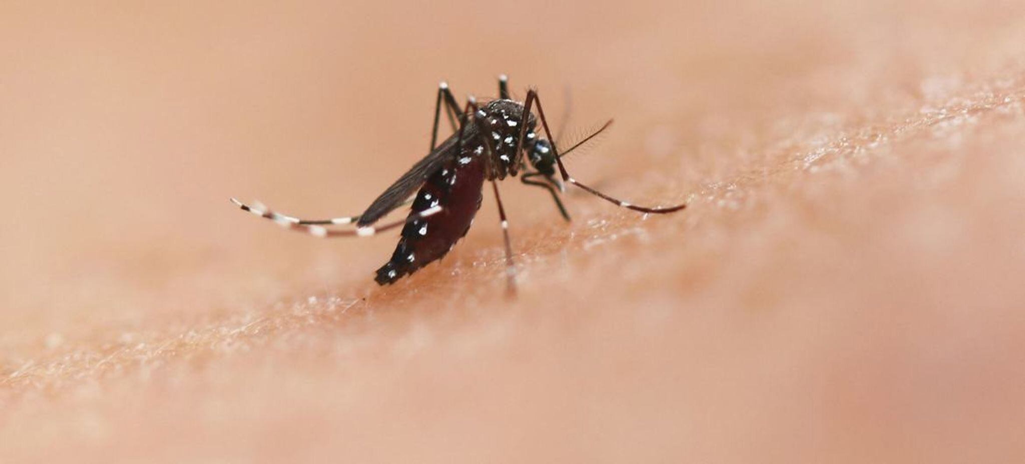 Además de medir la exposición al virus, los investigadores identificaron donantes de sangre que cursaban una infección por dengue sin saberlo