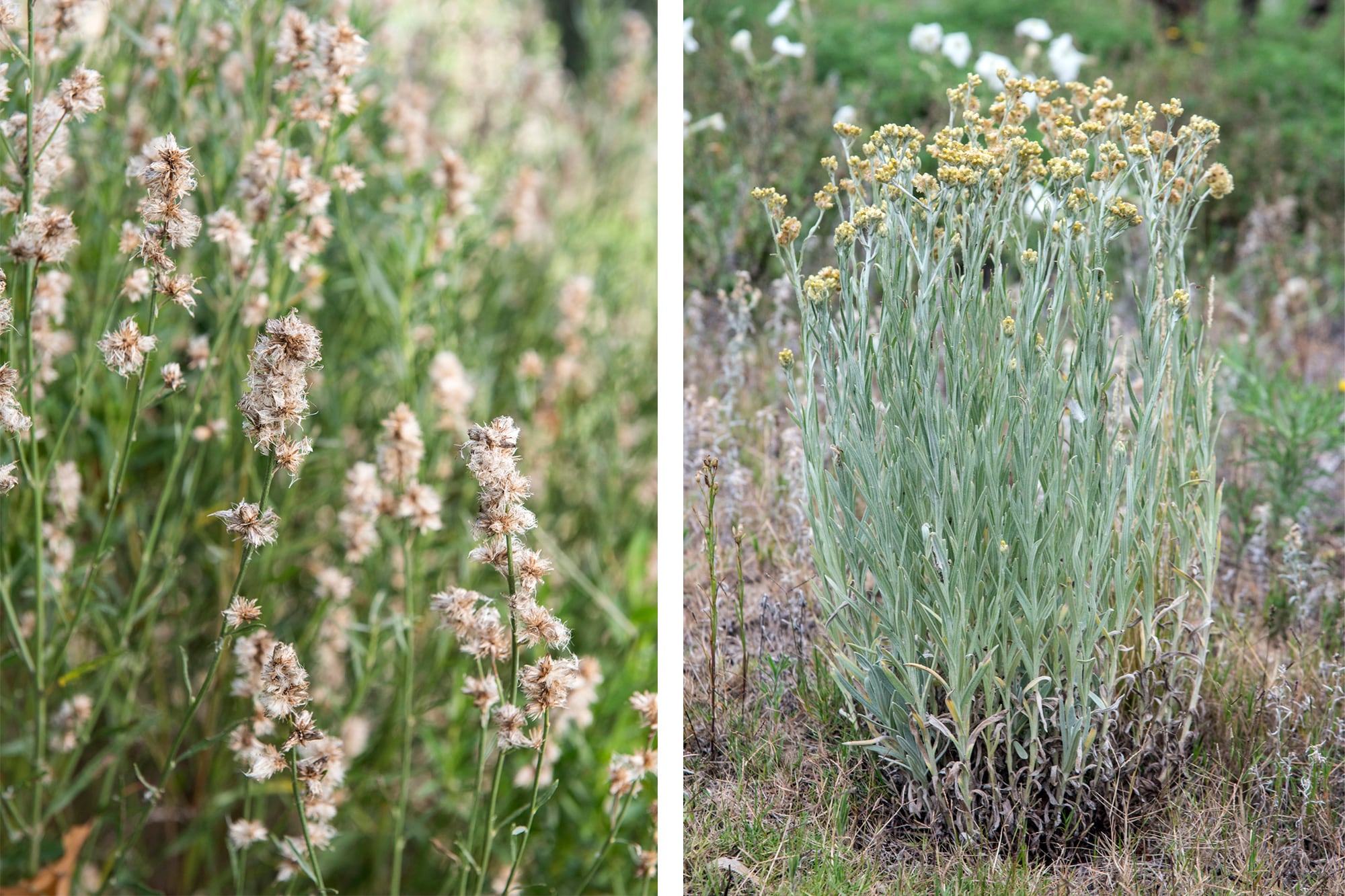 Baccharis spicata y Achyrocline satureioides, dos especies ideales para jardines que buscan biodiversidad
