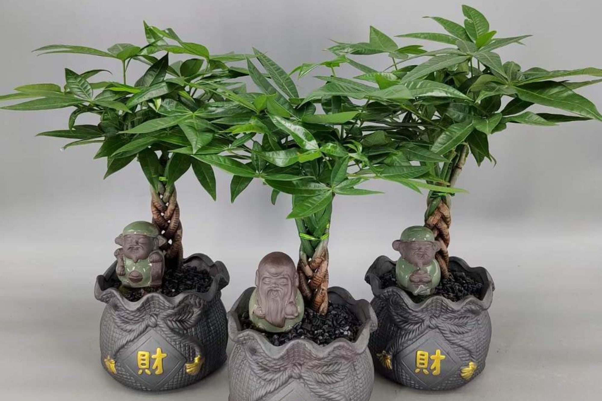 La Pachira aquatica es una de las plantas ideales según el Feng Shui