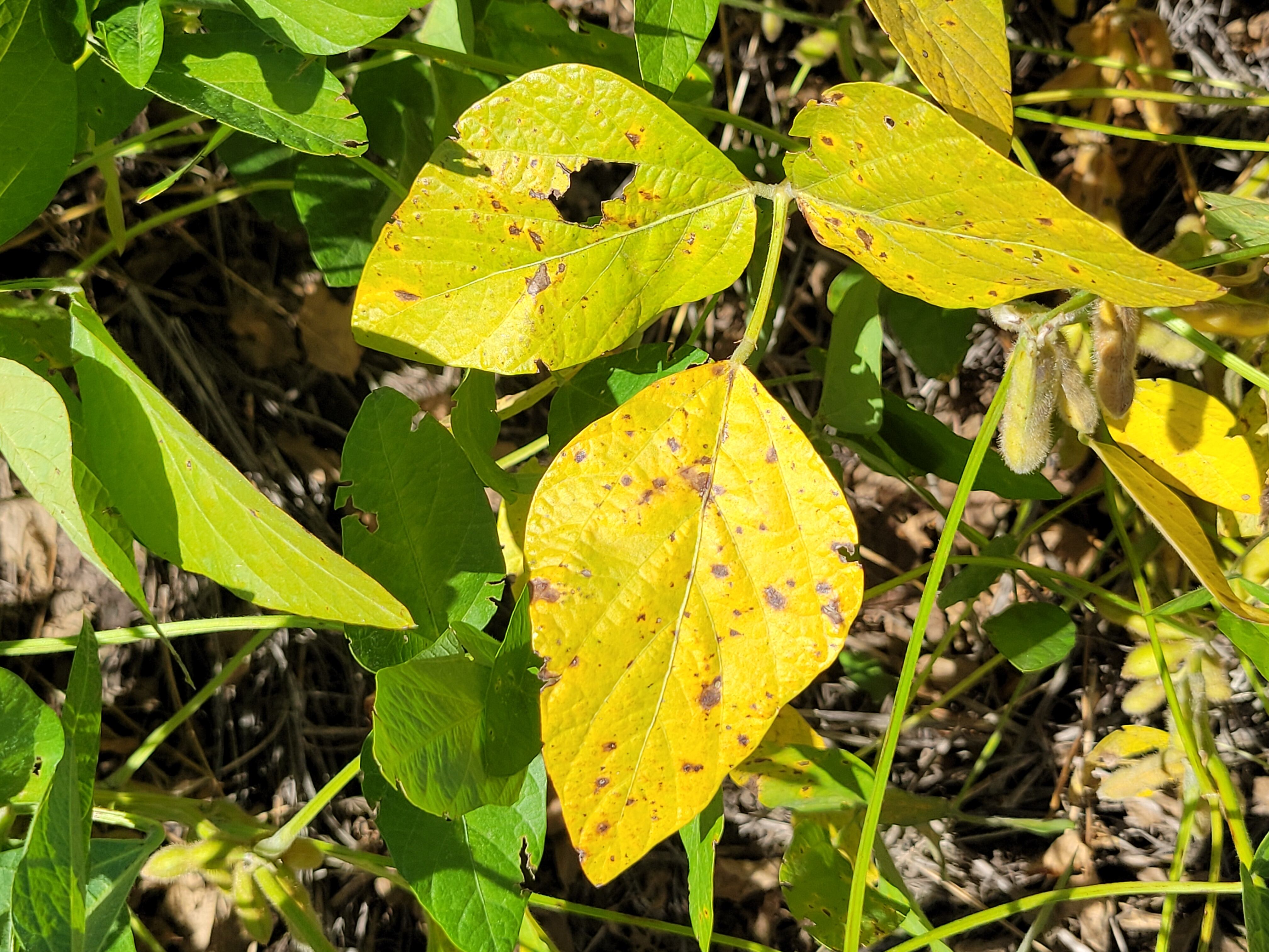 La enfermedad, reportada inicialmente en Japón y luego en Estados Unidos, causa en la Argentina pérdidas de rendimiento que oscilan entre el 8 y el 15%