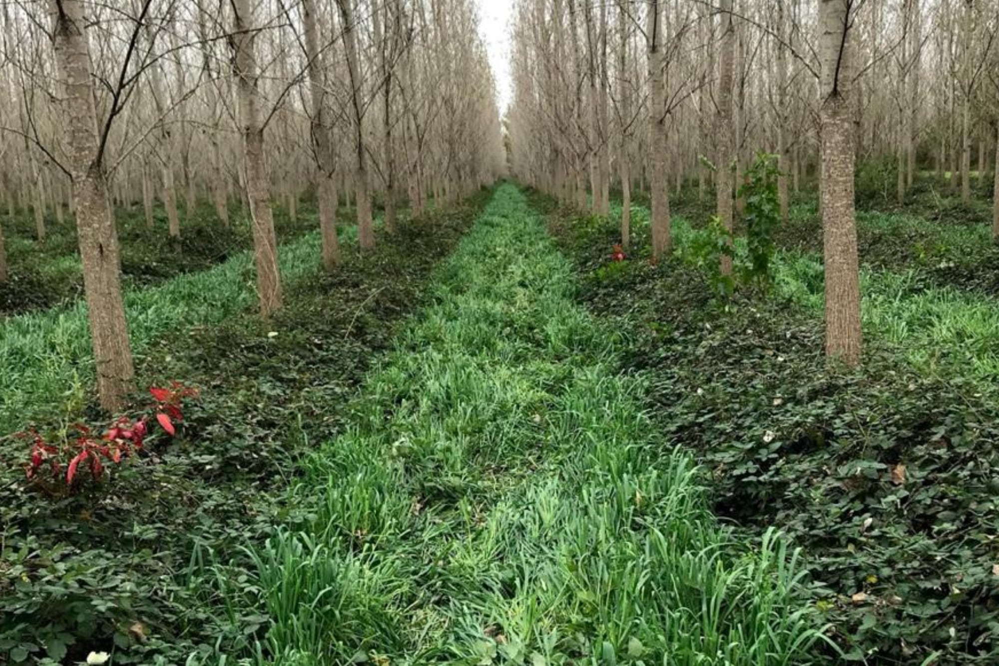 Pasto entre los árboles del Delta