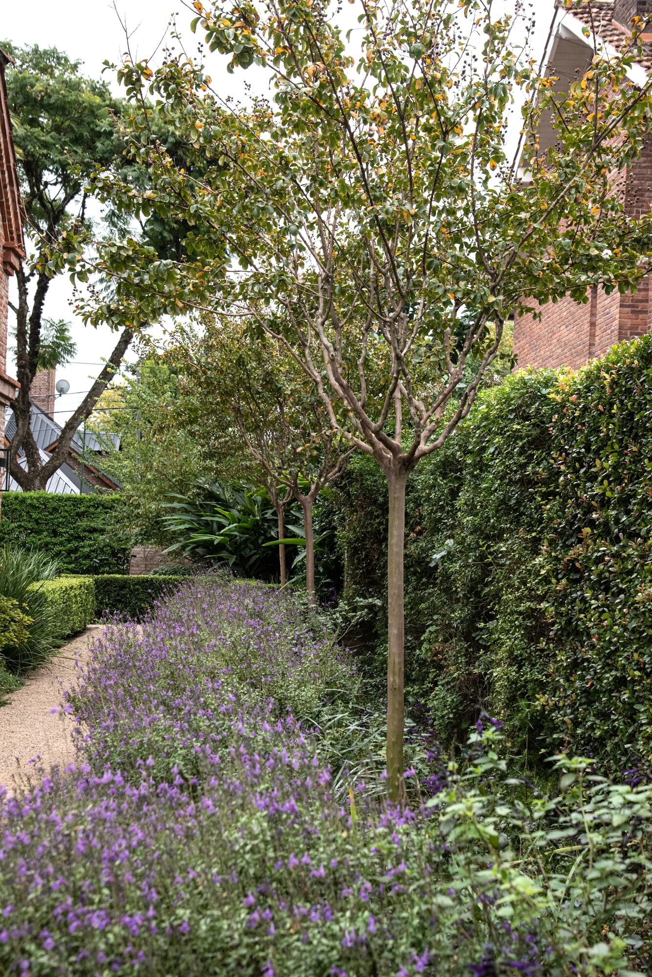 Dos lagerstroemias artustivas y un manto de salvias azuladas.