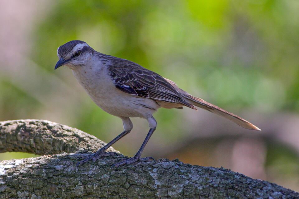 La Calandria es un ave territorial, capaz de imitar el canto de otras aves y de los ruidos del entorno (Fuente: Ron Knight from Seaford, East Sussex, United Kingdom )