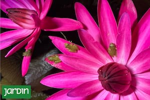 ¿Qué podemos hacer en nuestro jardín para atraer la vida silvestre?