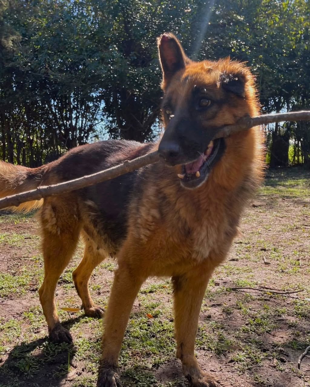 Los voluntarios de Jaulas Vacías sospecharon que la perra había sido utilizada en un criadero.