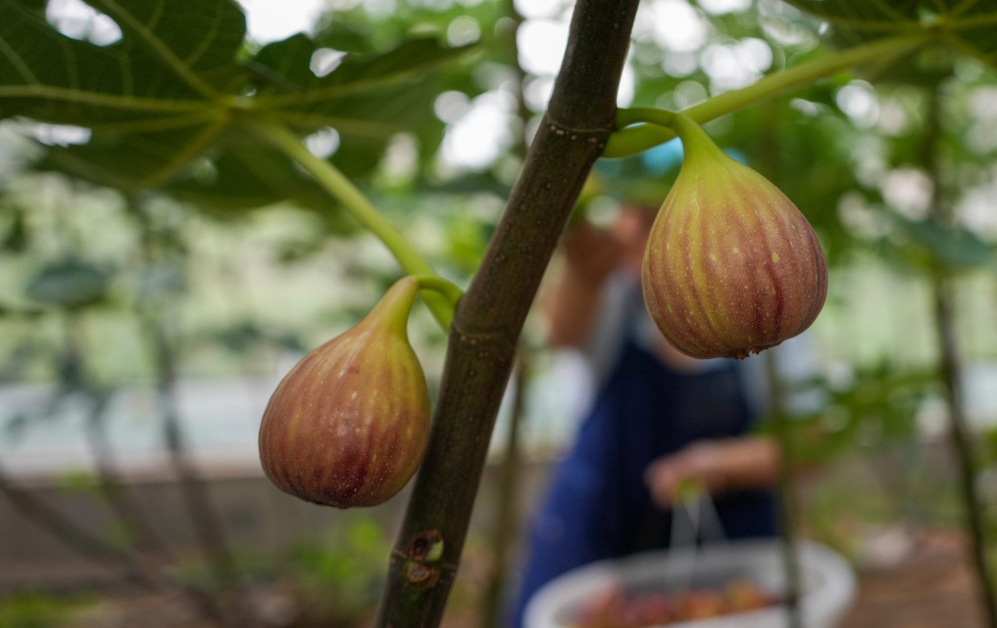 Su cultivo prospera en climas mediterráneos con veranos calurosos e inviernos suaves