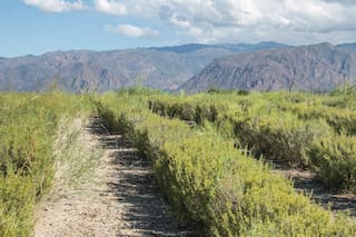 La Armonía, un campo de plantas aromáticas inspirado en la Provenza