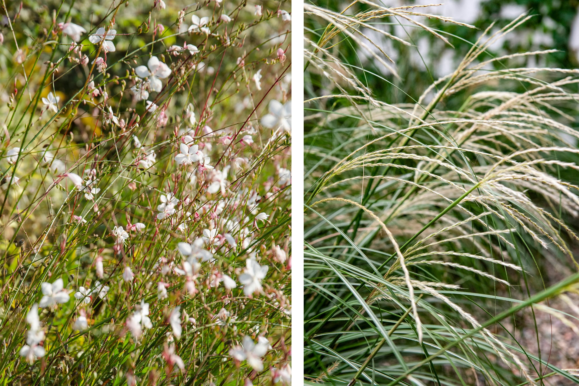 Oenothera lindheimeri y Miscanthus sinensis, follaje liviano, que insinúa sin agobiar