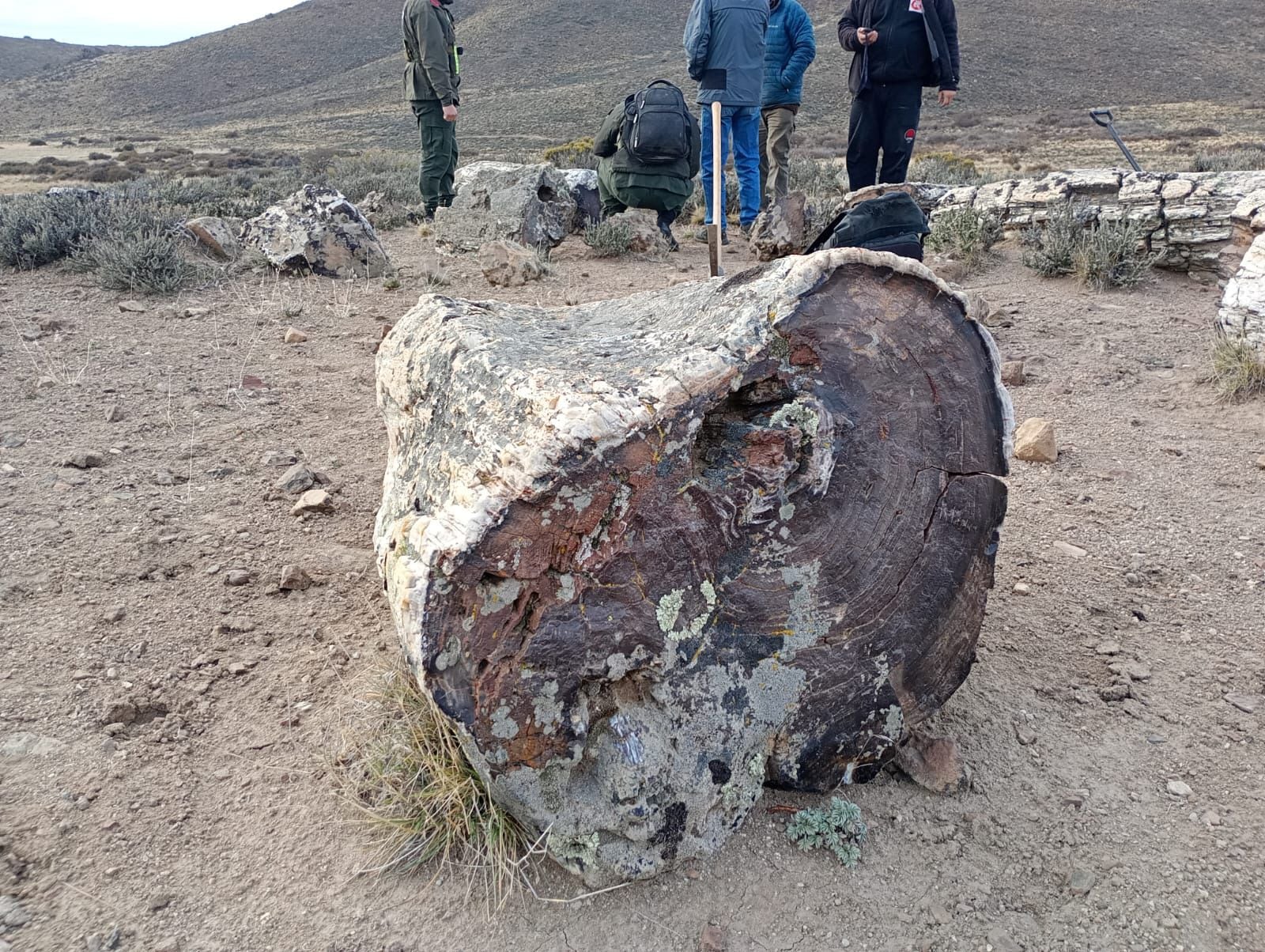 Los ejemplares corresponden a distintas especies vegetales que habitaron la región millones de años antes de su paisaje actual