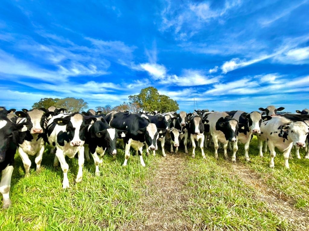 Sector Lechero Argentino Enfrenta Desafíos Tras Un Año de Crecimiento