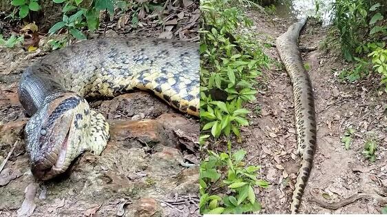 Así hallaron a la serpiente más grande del mundo luego de que se hizo viral su existencia