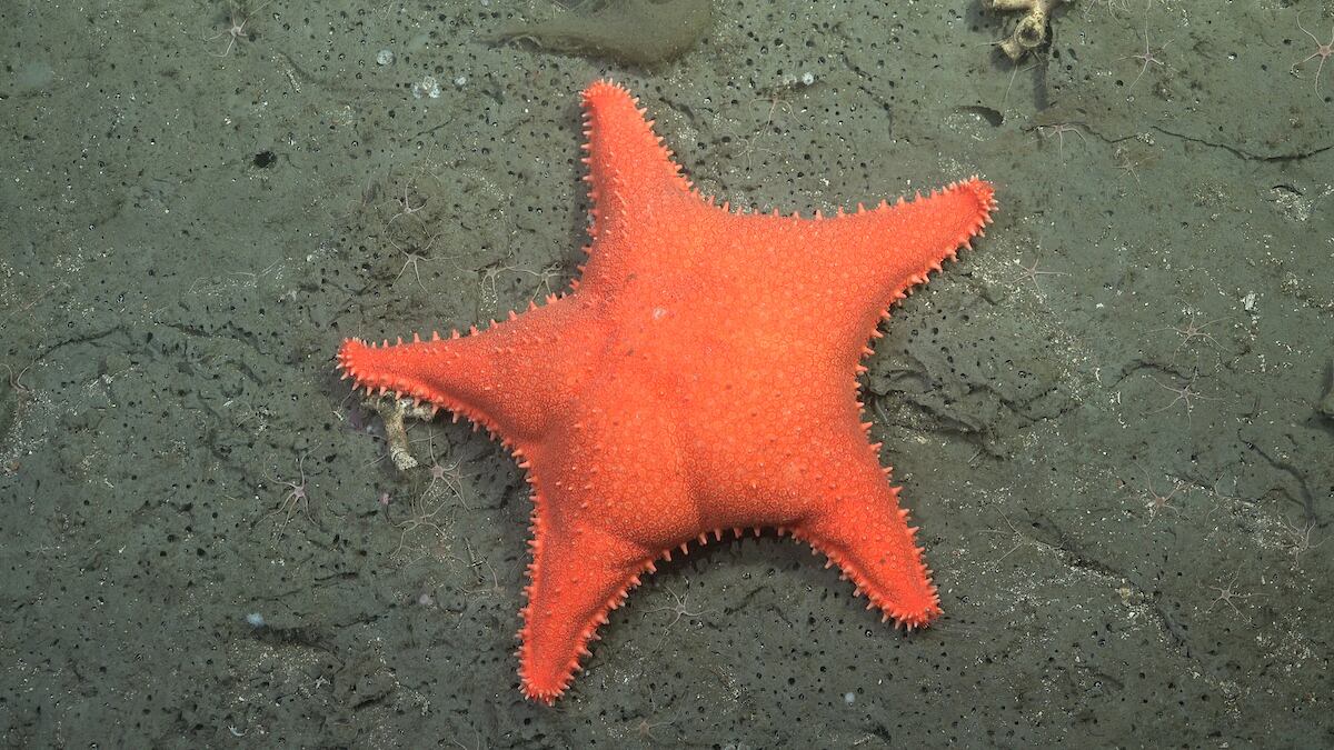 La aparición de la estrella de mar apodada “culona” durante la transmisión de Schmidt Ocean fue uno de los momentos más destacados y virales. Durante sus vivos, el streaming del Conicet llegó a superar a los principales canales digitales