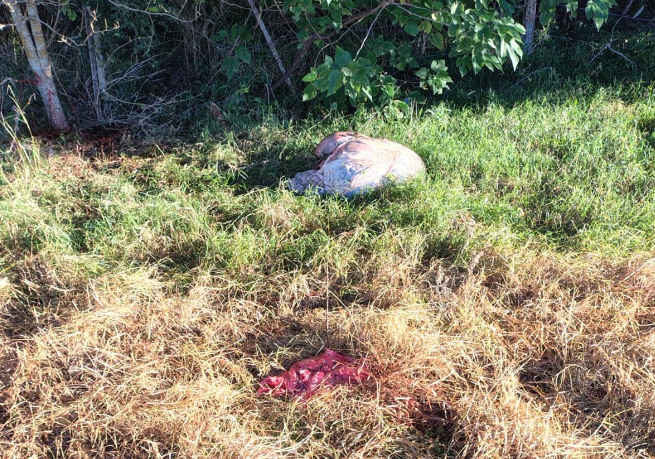 “Es tierra de nadie”: temor en un municipio bonaerense por robos en los campos y un impactante caso 7 Un animal carneado en un campo