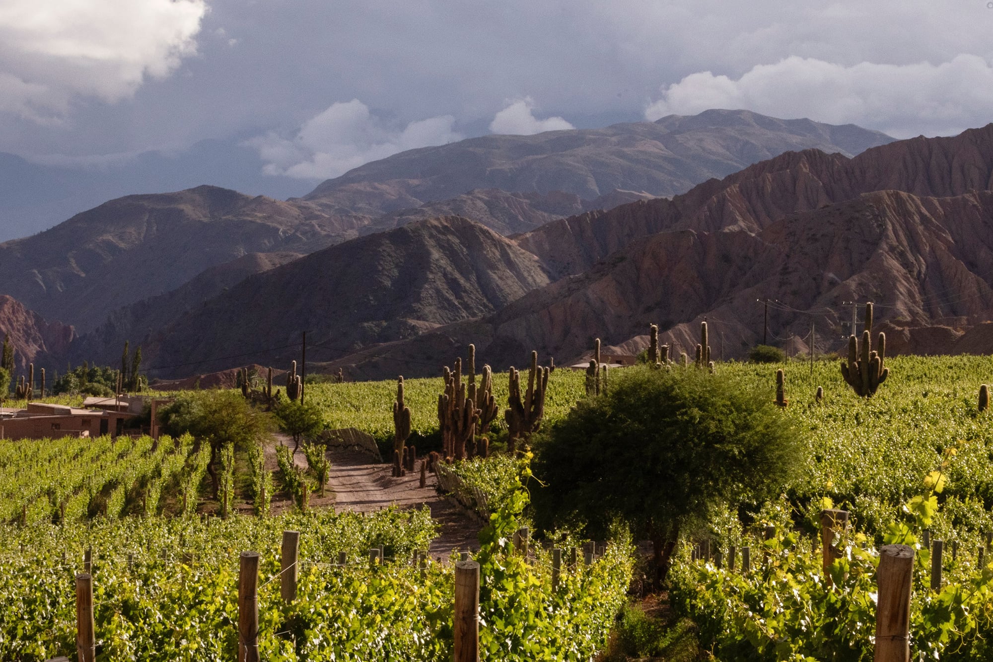 Vinos de altura: cómo es el nuevo circuito de bodegas que se consolida en el norte del país