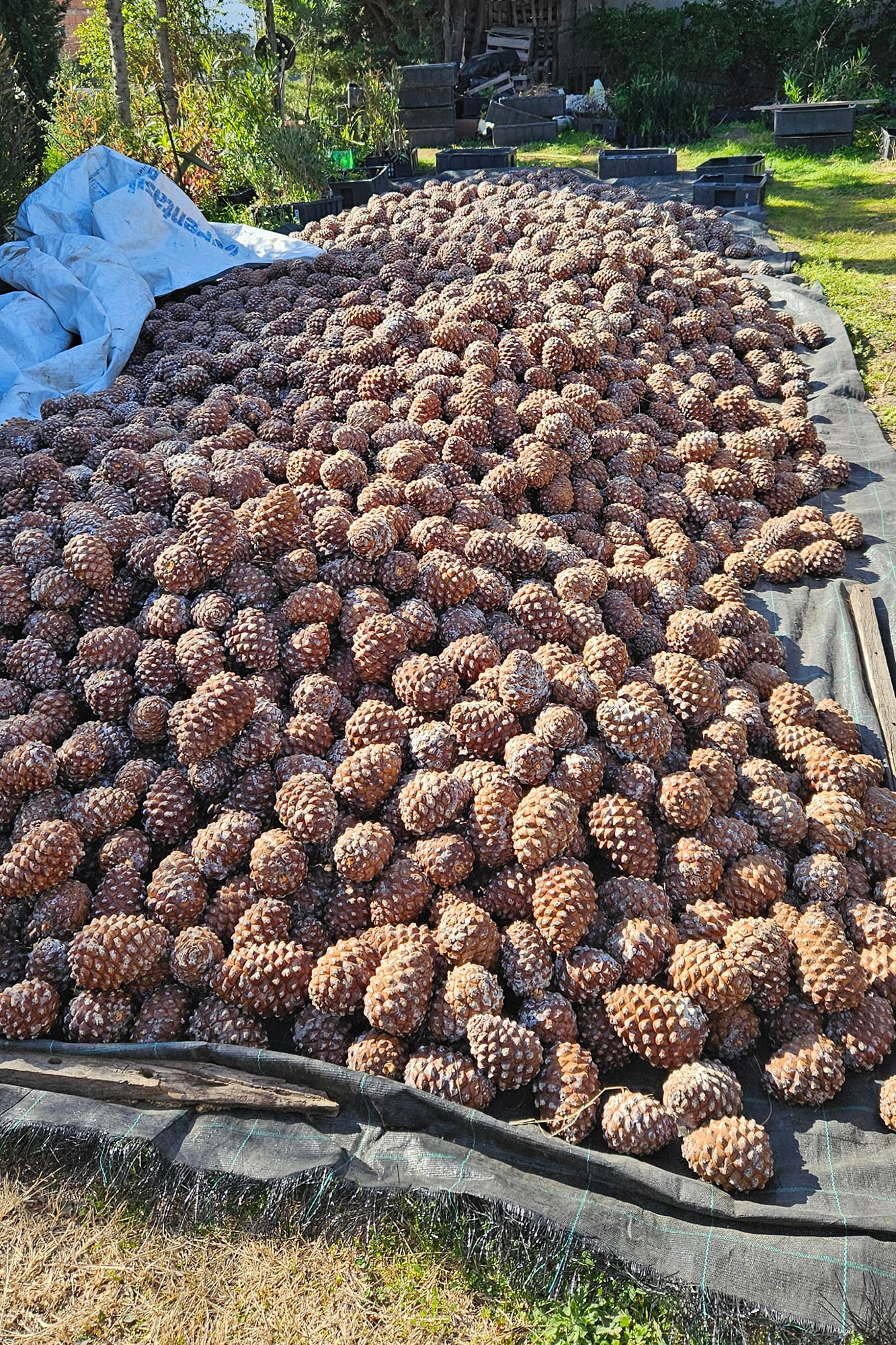 Cosecha de piñas, listas para su traslado con vistas a ser procesadas