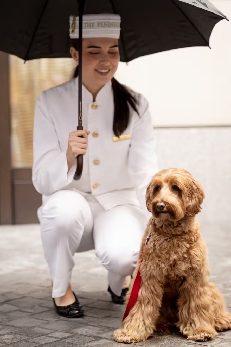 Un hotel de Londres se convirtió en el primero de la zona en tener una peluquería canina de alta gama dentro