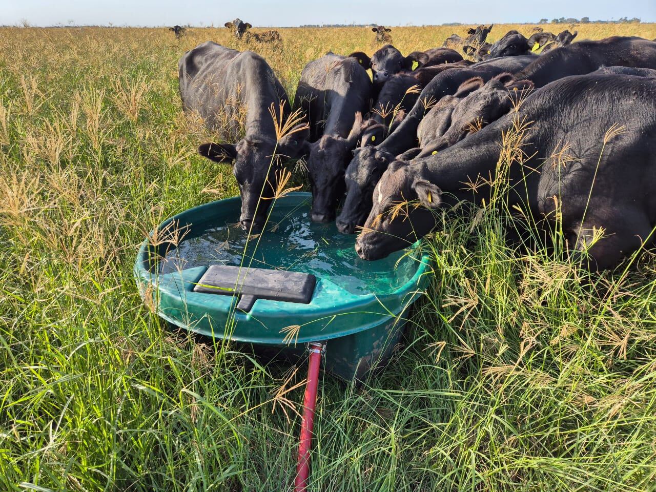 Planifica e instala sistemas integrales de agua para ganadería pastoril
