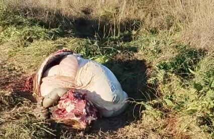 “Cortaron los alambrados y nos faenaron dos vacas. Dejaron las vísceras, la cabeza y el cuero y se llevaron las paletas y los cuartos. Es algo constante en la zona. Pese a estar a 50 kilómetros de la cabecera del partido, igual vinieron”, lamentó