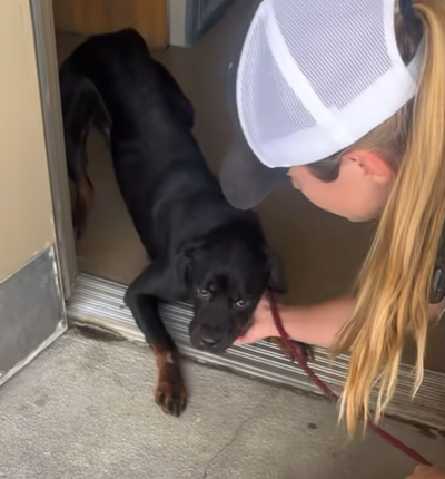 Cuando lo encontraron el perro le temía mucho a las personas (Foto: Orange County Animal Services )