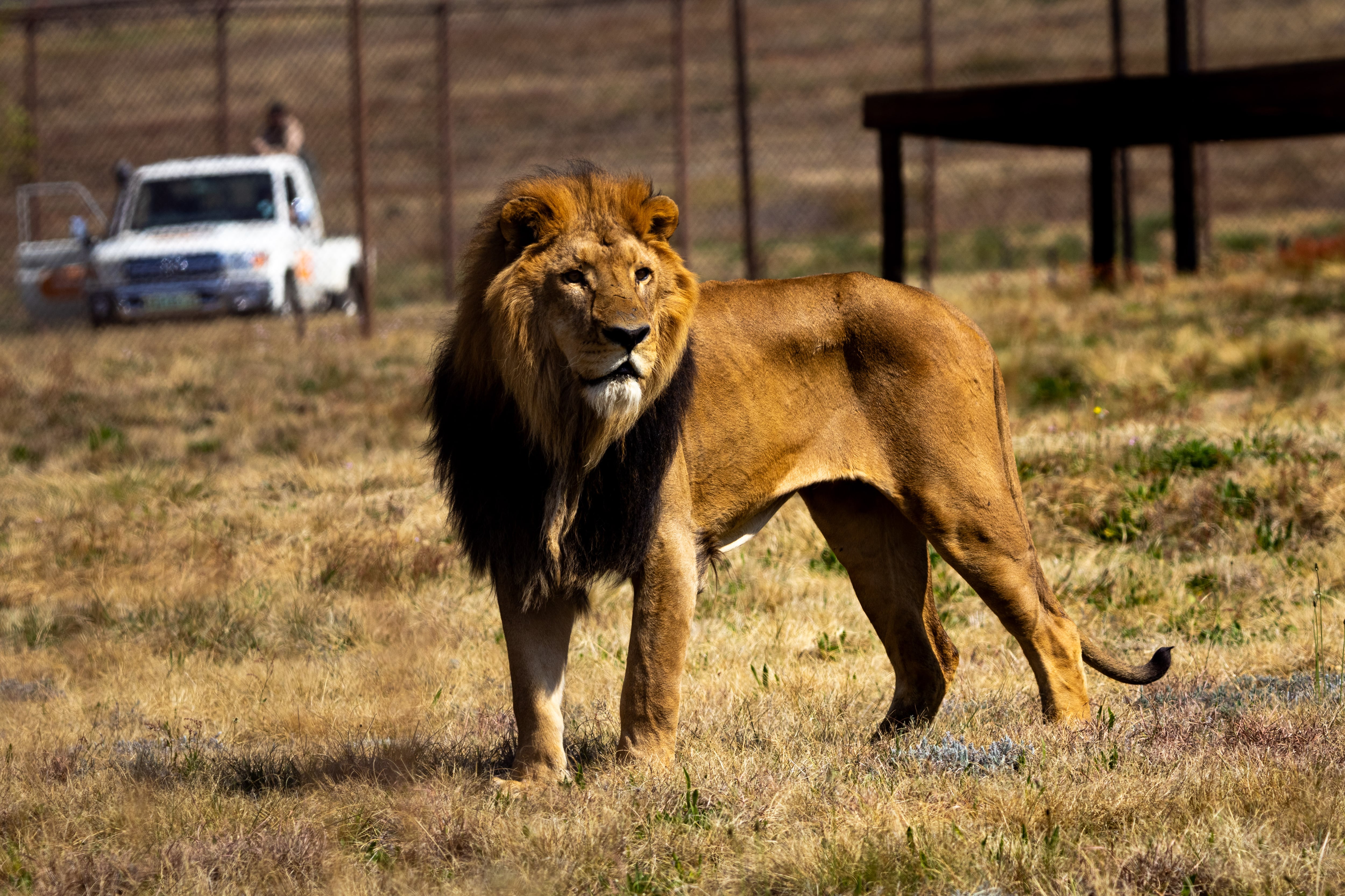 El operativo internacional de Four Paws y el gobierno nacional permitió que 30 leones y tigres dejaran definitivamente el exzoológico de Luján para recibir cuidados especializados de por vida