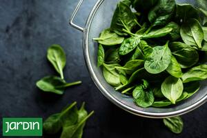 El superalimento que resuelve la dupla difícil de conseguir, y puede cultivarse en casa