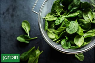 El superalimento que resuelve la dupla difícil de conseguir, y puede cultivarse en casa