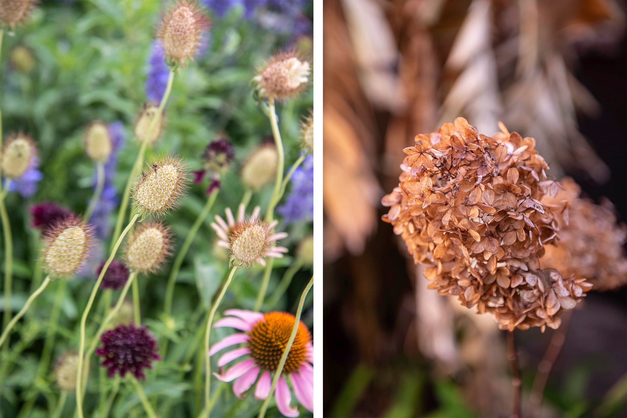 Sacbiosas y hortensia, dos flores que secas prácticamente no pierden su forma original y evolucionan hacia una gama de tonos invernales