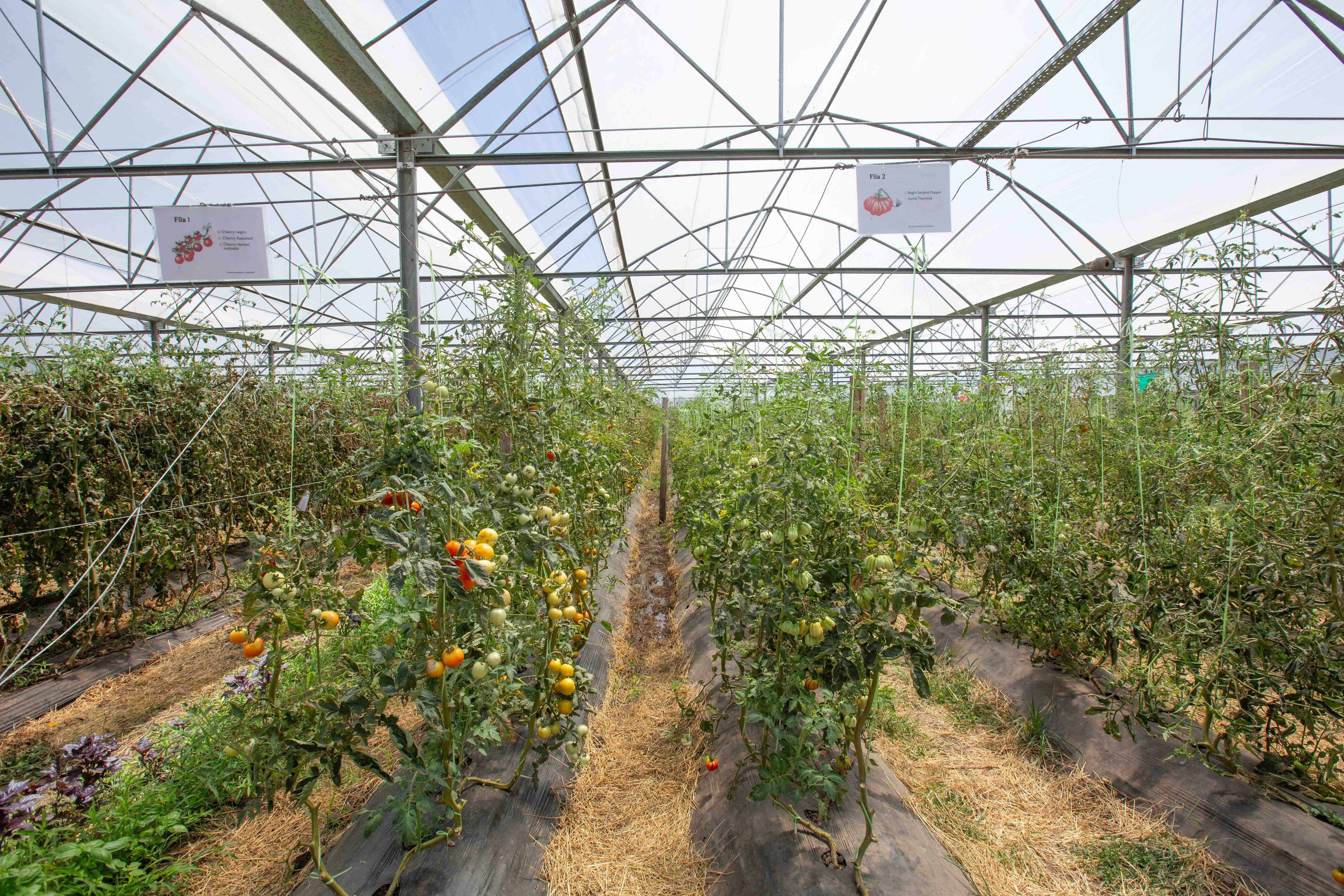 La impresionante huerta orgánica donde se cosechan tomates, ajíes, lechuga, zapallos de distinto tipo, pimientos, frutillas, moras y flores comestibles