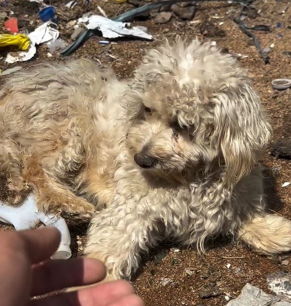 Cuando lo vieron entre los restos de otros animales faenados, pensaron que estaba muerto.