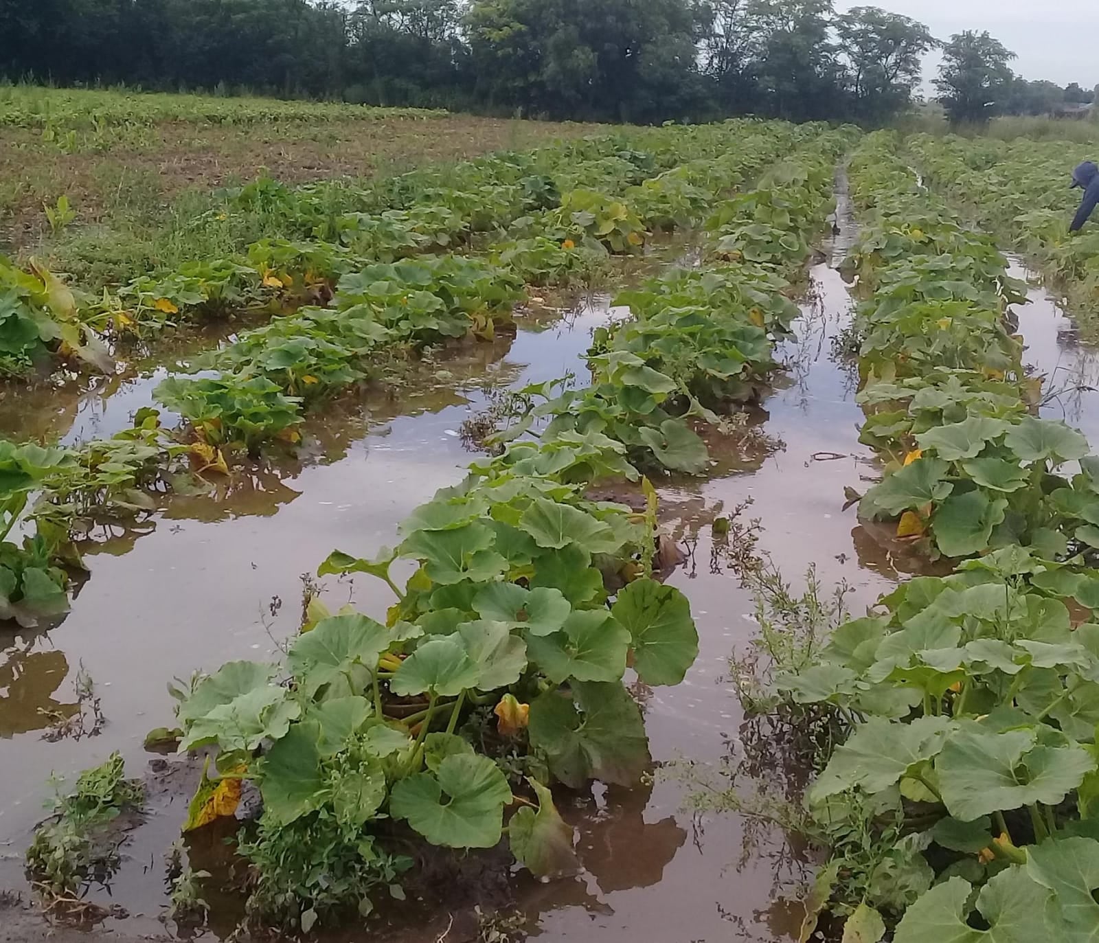 “Todo quedó bajo el agua”: se perdió el 90% de la producción de verduras y hortalizas de una región y suben los precios