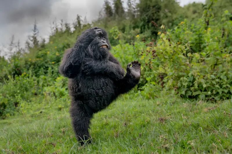 Un gorila hace piruetas en Ruanda