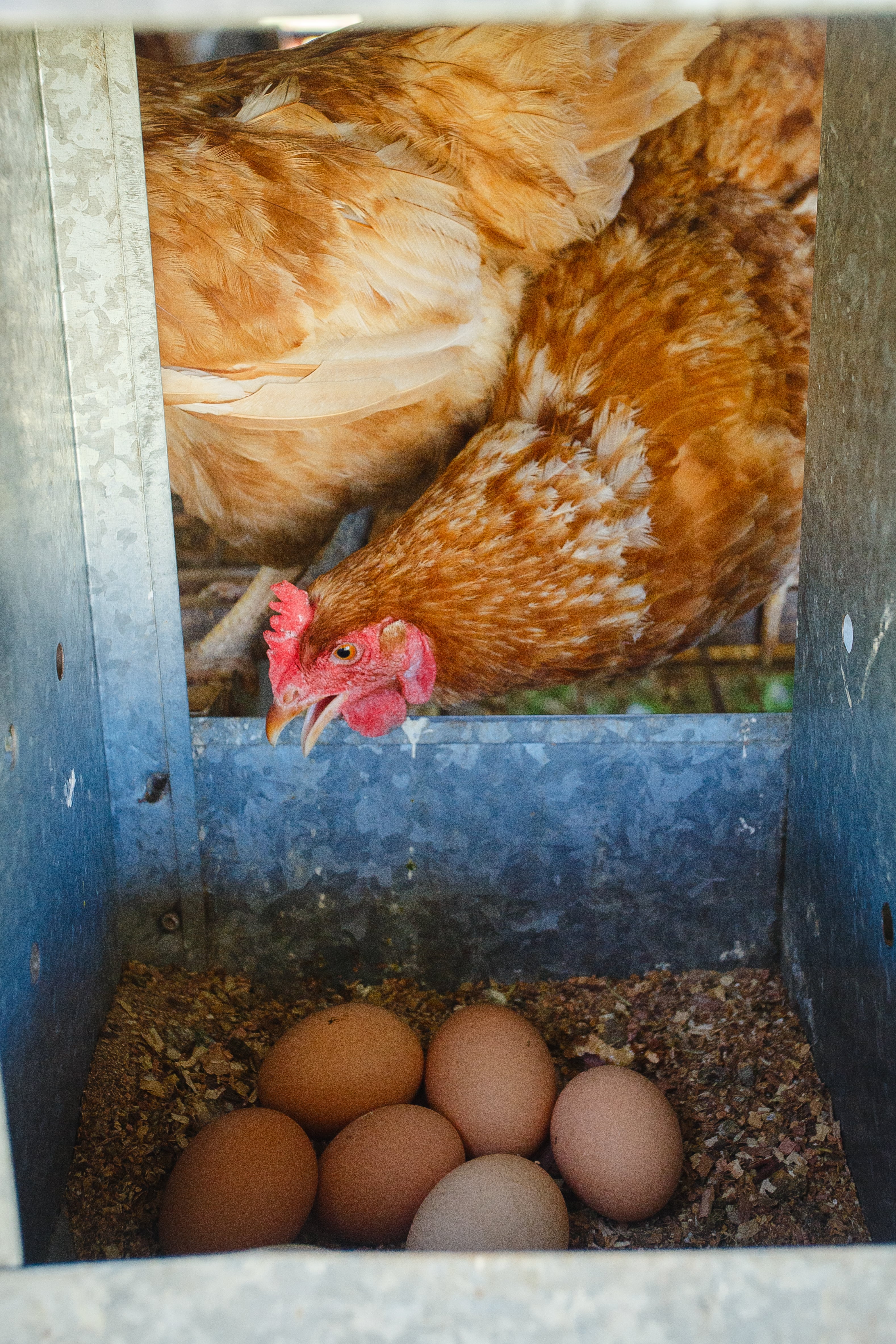 Los gallineros en Arroyo de Luna son móviles.