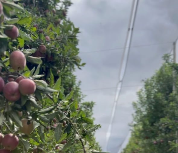 En la compañía creen que la clave está en acercar al consumidor una fruta lista para comer, tal como ocurre en otros mercados internacionales