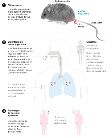 Las formas de contagio del hantavirus