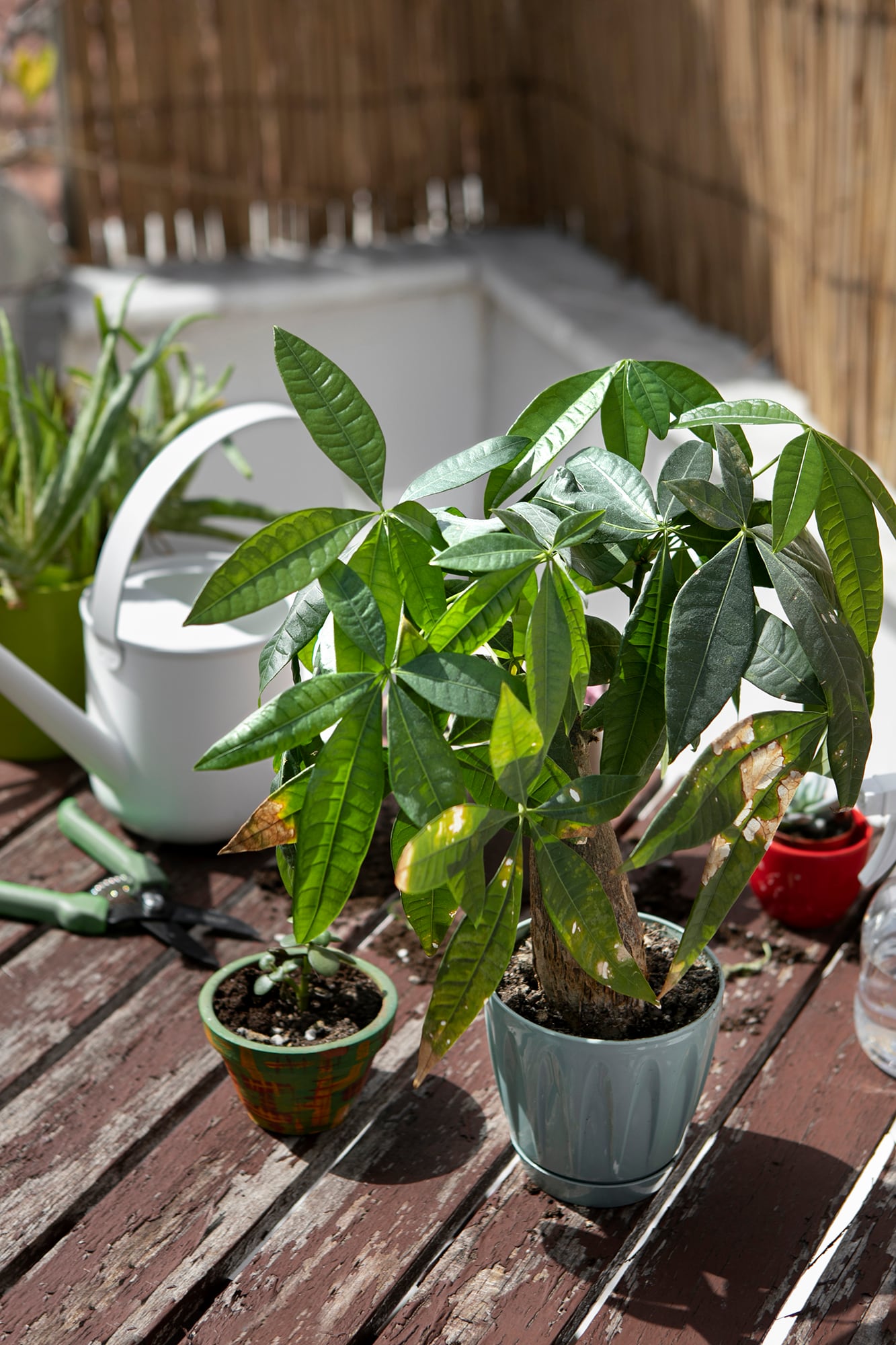 Un problema que nadie ve: por qué algunas plantas fracasan en el balcón aunque reciban buena luz 9 Cuanto menor es la maceta, menor es también el margen de error frente al calor y la falta de agua
