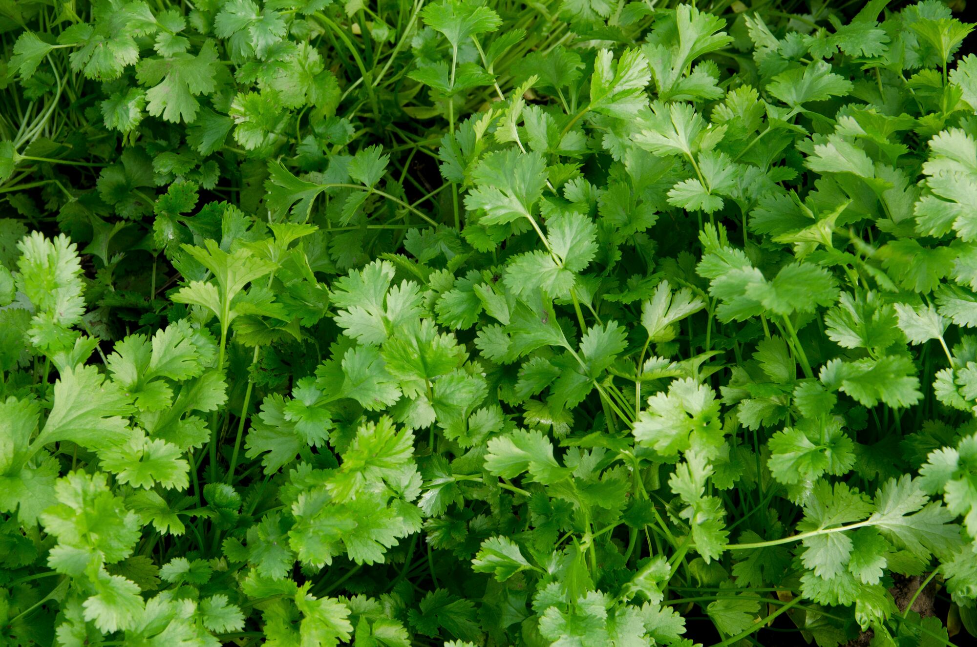 El cilantro es bueno para el organismo debido a sus propiedades beneficiosas