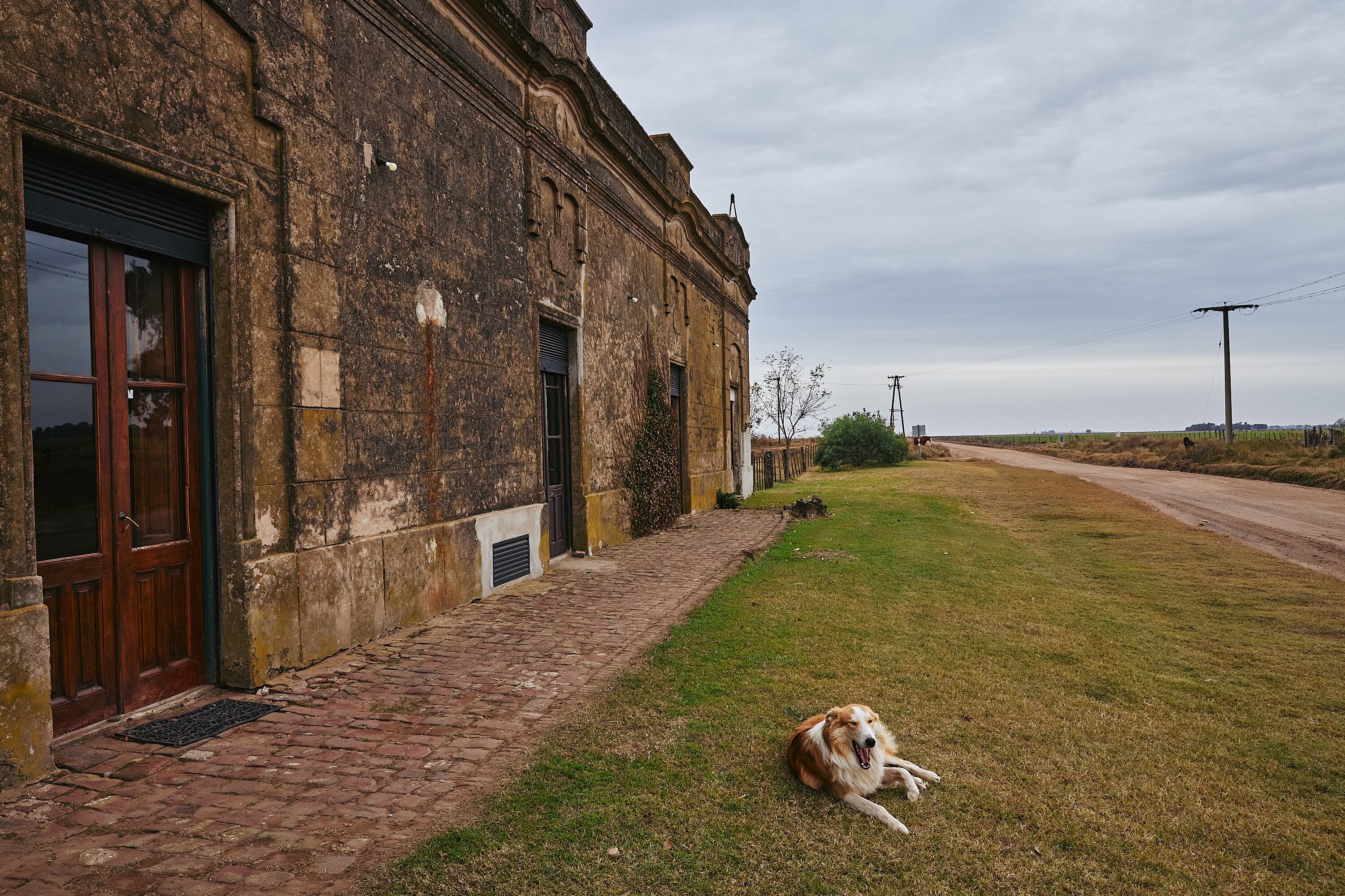 Los perros, habitantes indispensables en el medio rural