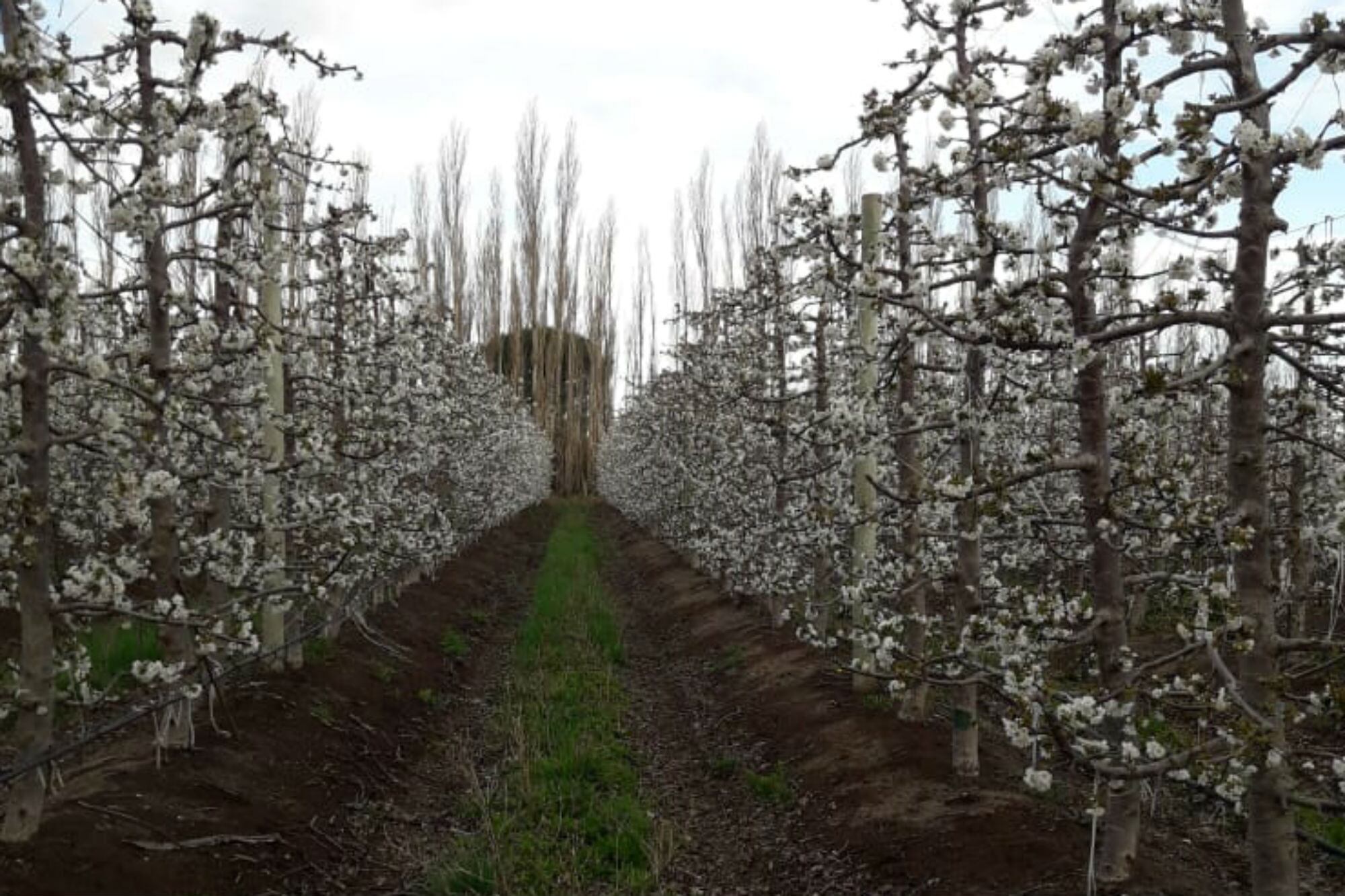 Plantaciones de cerezas en floración
