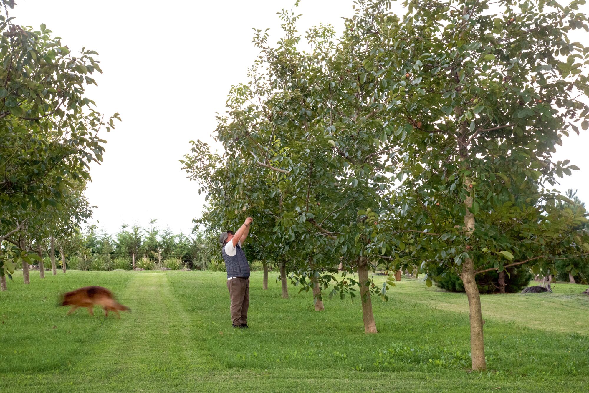 Jorge, su perra India y sus nogales