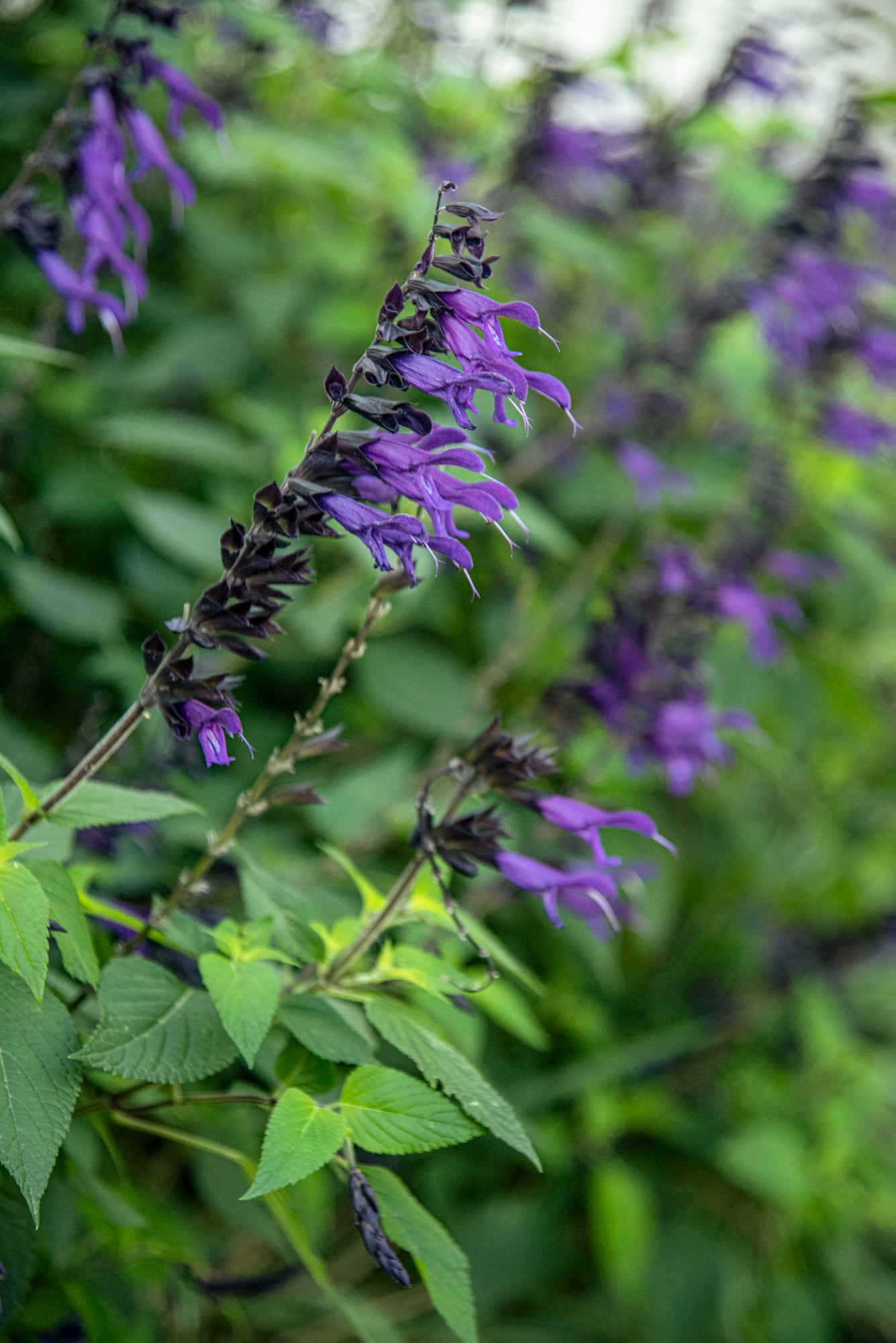 Las flores tubulares azul profundo ofrecen néctar