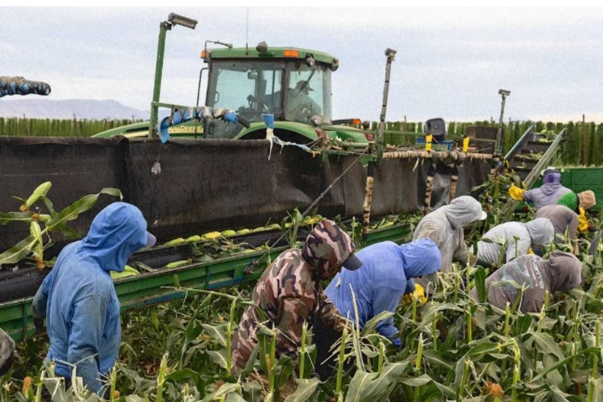 California: El Miedo Silencia a los Trabajadores Agrícolas