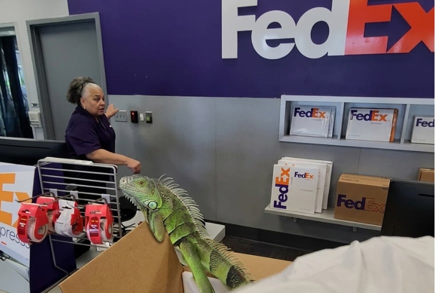 Abrieron un paquete de Fedex y saltó un animal que hizo correr a todos: era una iguana enviada por correo