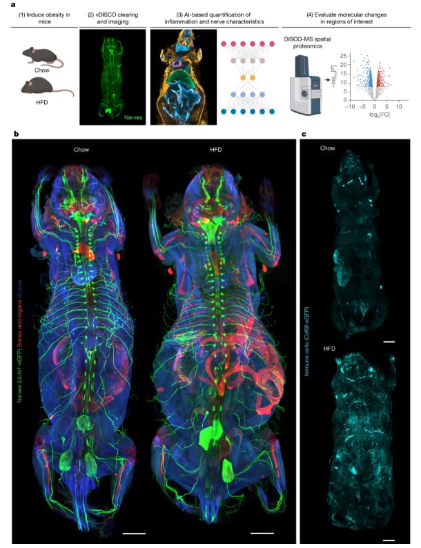La comparación entre animales sanos y con obesidad permite observar, a nivel de todo el cuerpo, alteraciones en los nervios y en la distribución de células inmunes