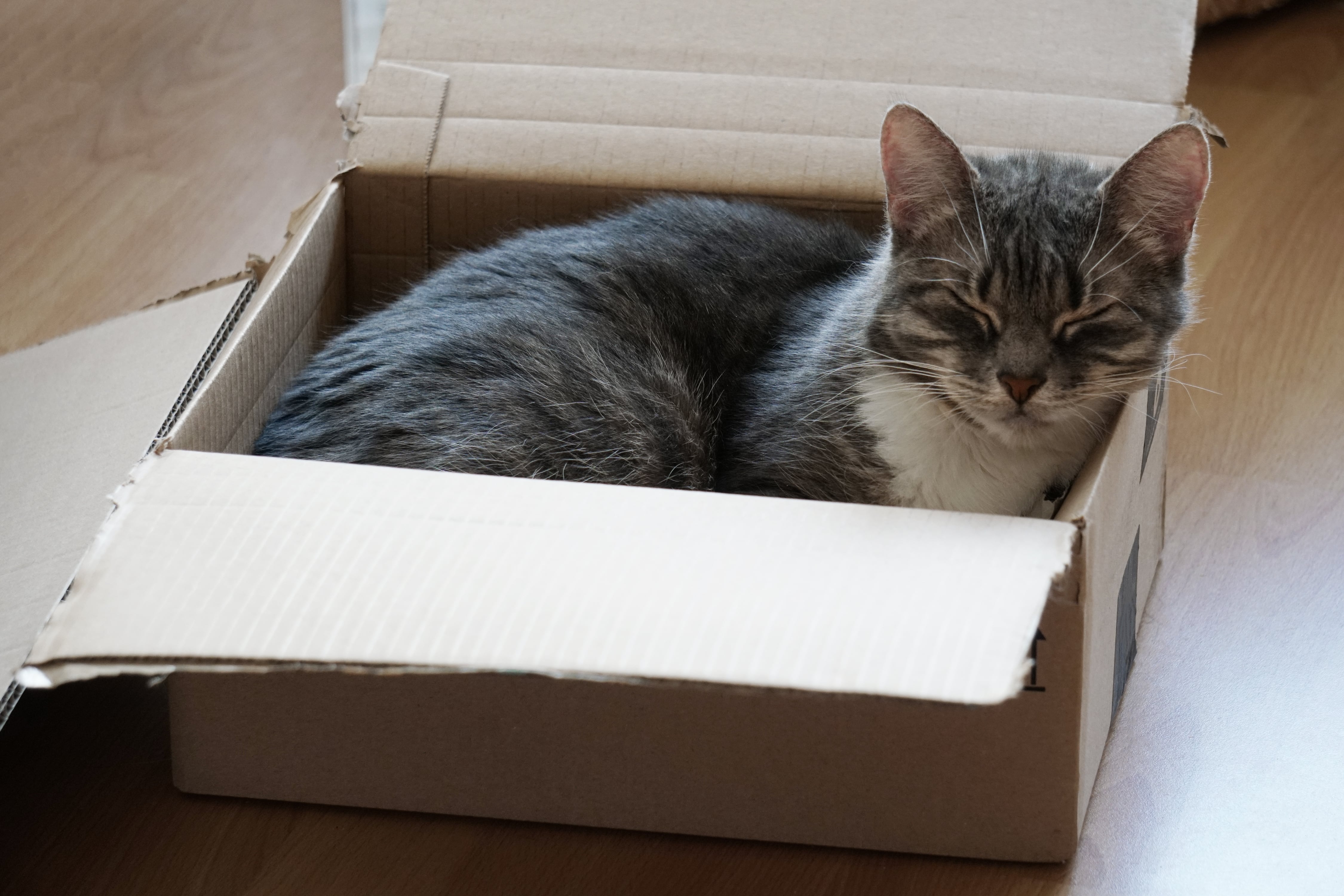Para muchos gatos se transforma en un espacio de exploración y entretenimiento (Foto: Freepik)