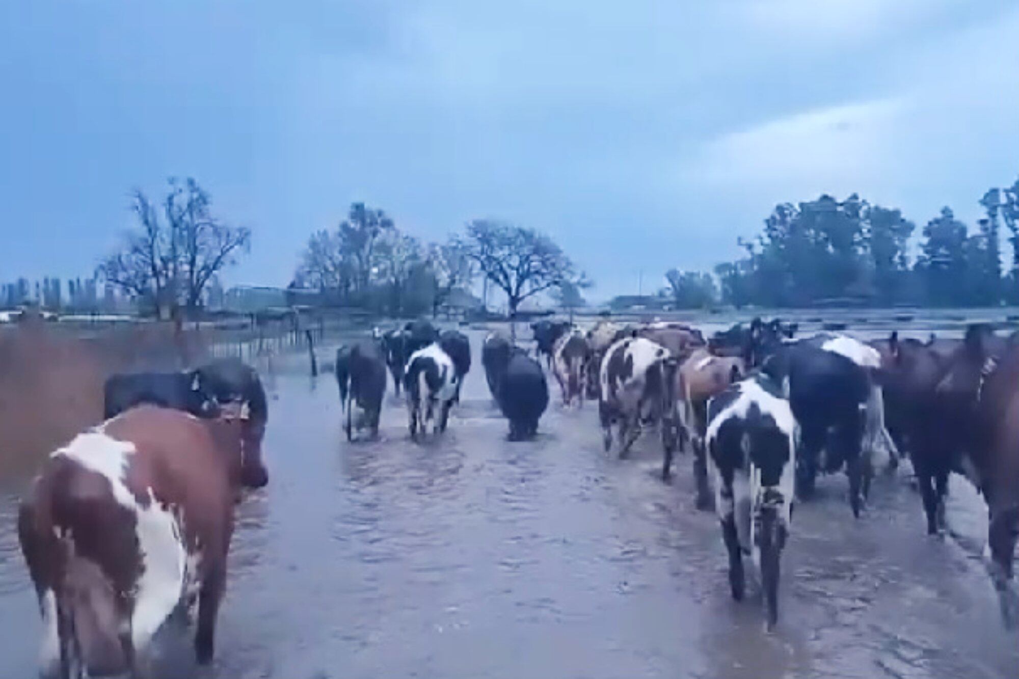 Camino al ordeñe (Captura de video, fuente: @ColuccioVicente)