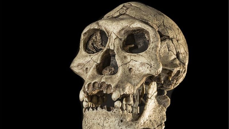 Uno de los cráneos de Homo erectus hallados en Europa, de 1,4 millones de años