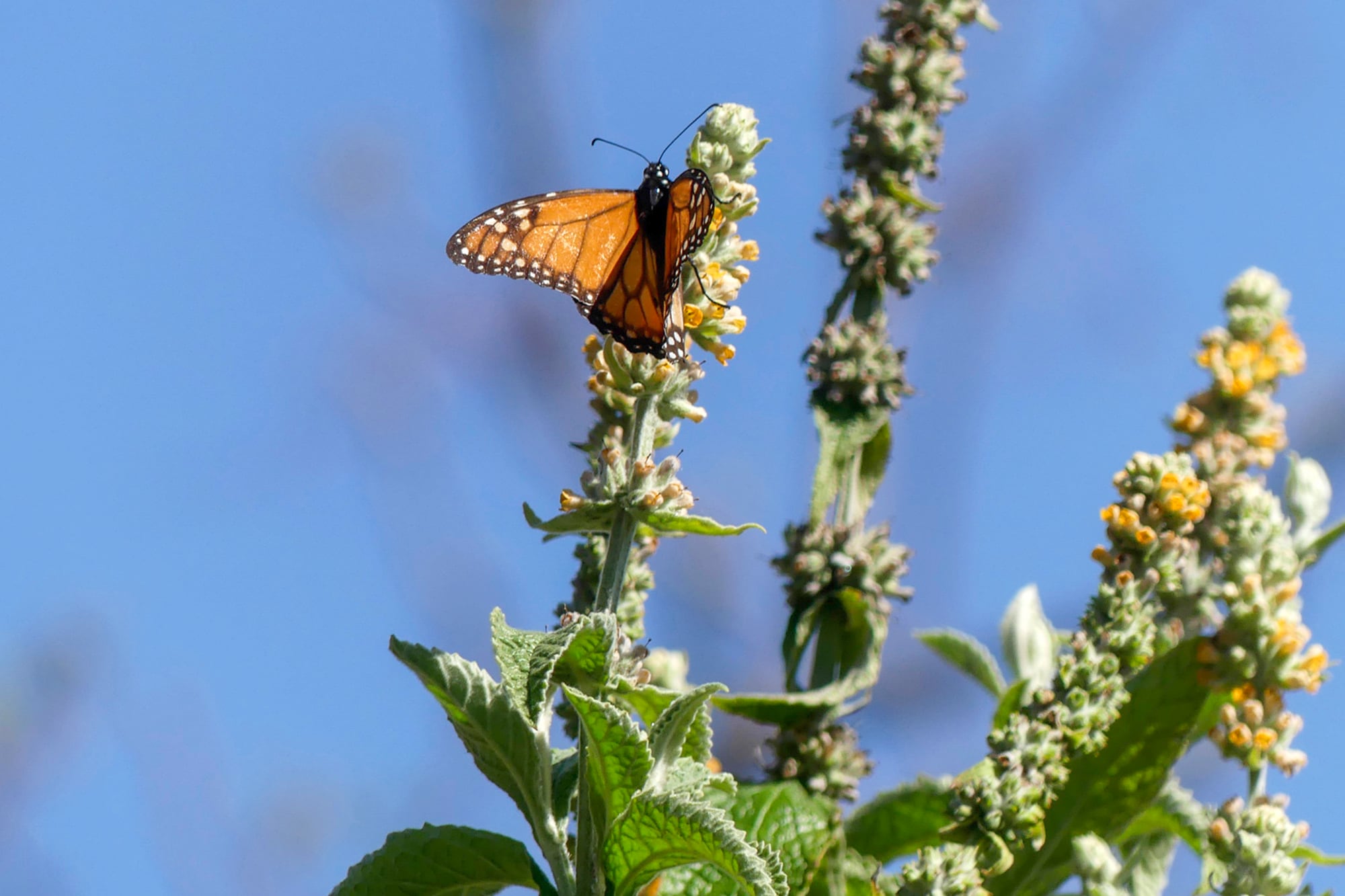 Buddleja stachyoides, una fuente de néctar necesaria para las mariposas