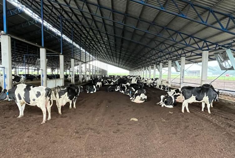 Hace cuatro años construyeron un galpón para las lecheras buscando confort y mayor producción de leche. Tiene 110 metros de largo, a dos aguas, con calle central con comederos y 14 metros de cama de caliente de compost de cascarilla de maní a los costados. La cama se airea permanente con un cincel y rotorvator